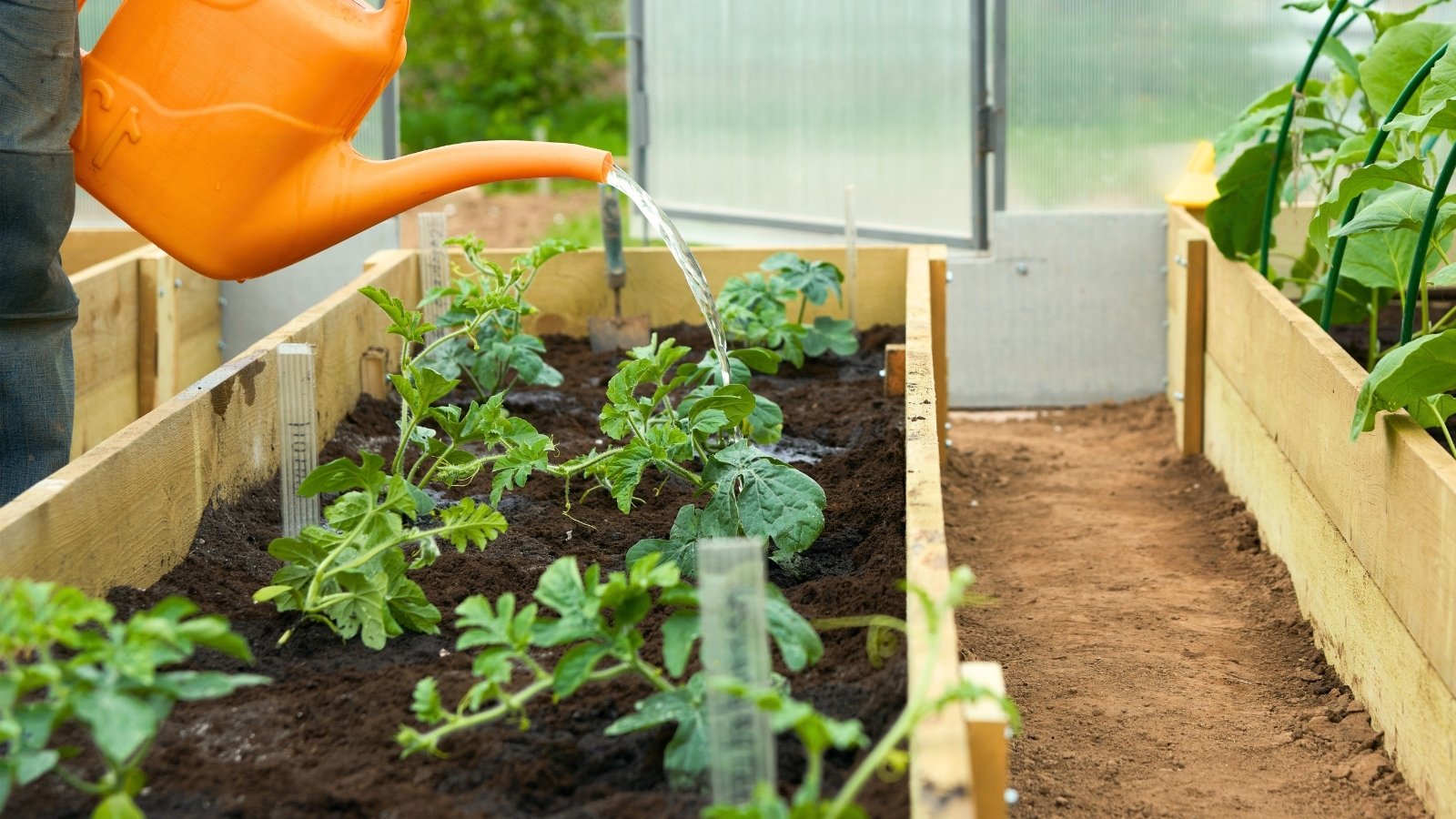 A man with an orange watering can waters young fruit seedlings with bright green lobed foliage growing on a raised wooden bed in a greenhouse.