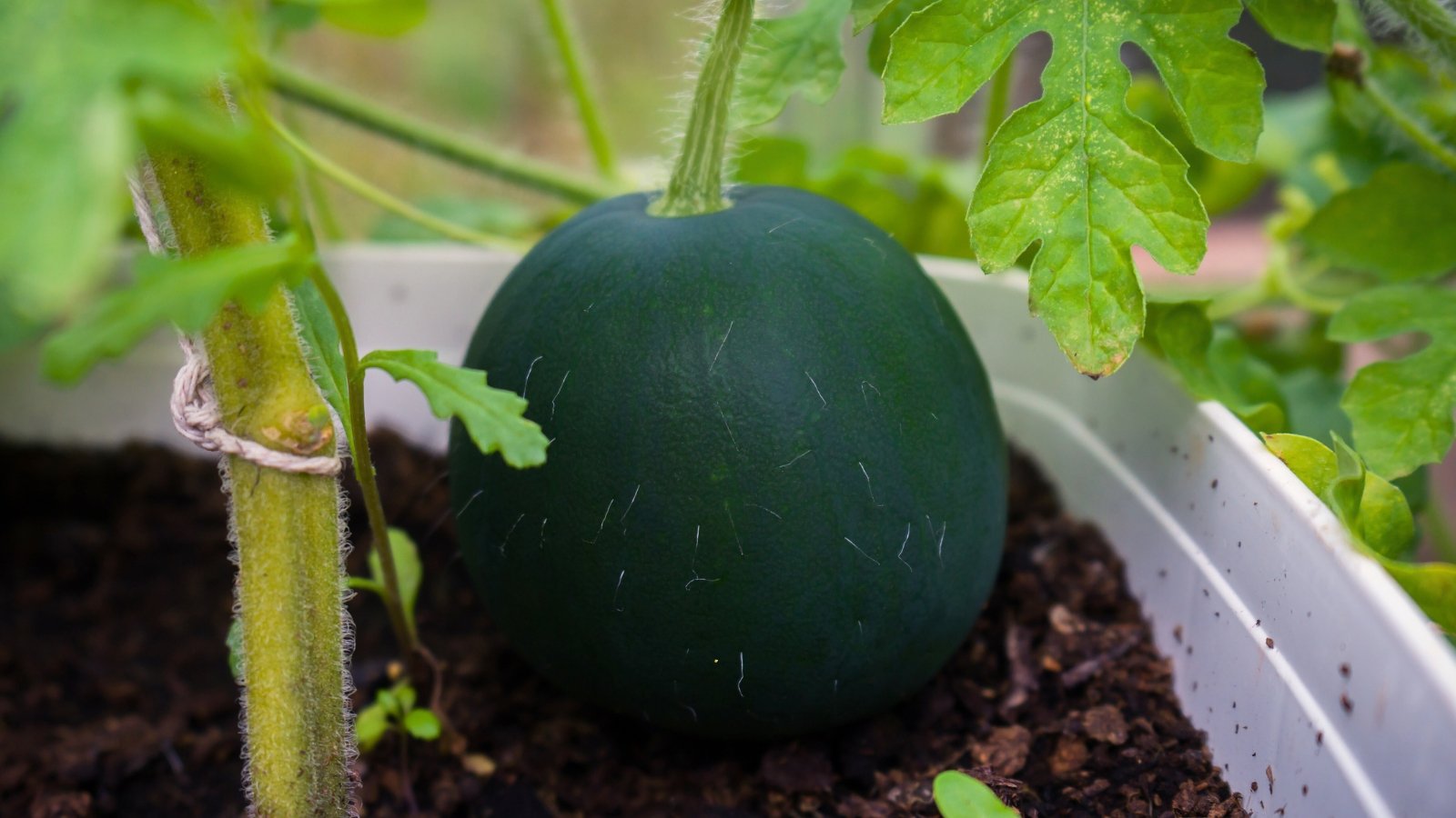 A ripe watermelon in a pot, small and round with dark green skin, resting among vibrant green leaves.
