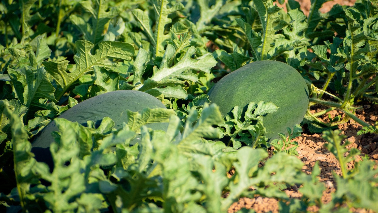 Lush watermelon field with sprawling vines, broad green leaves, and two ripening fruits with dark green striped skin.