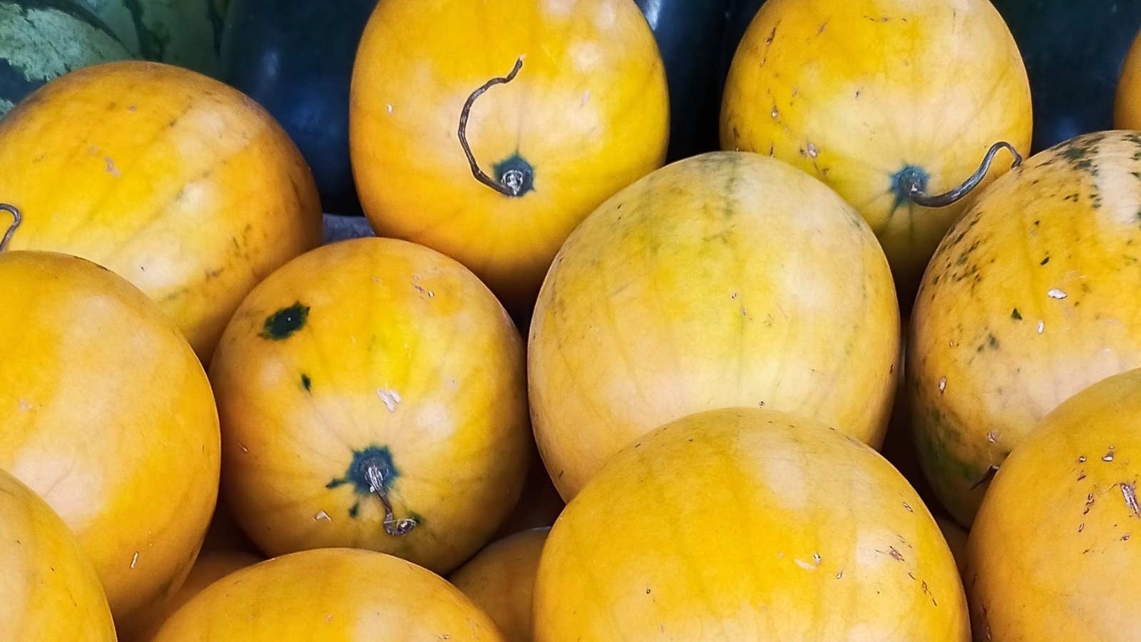 A small pile of round, golden-yellow watermelons with glossy skins and dry stems.