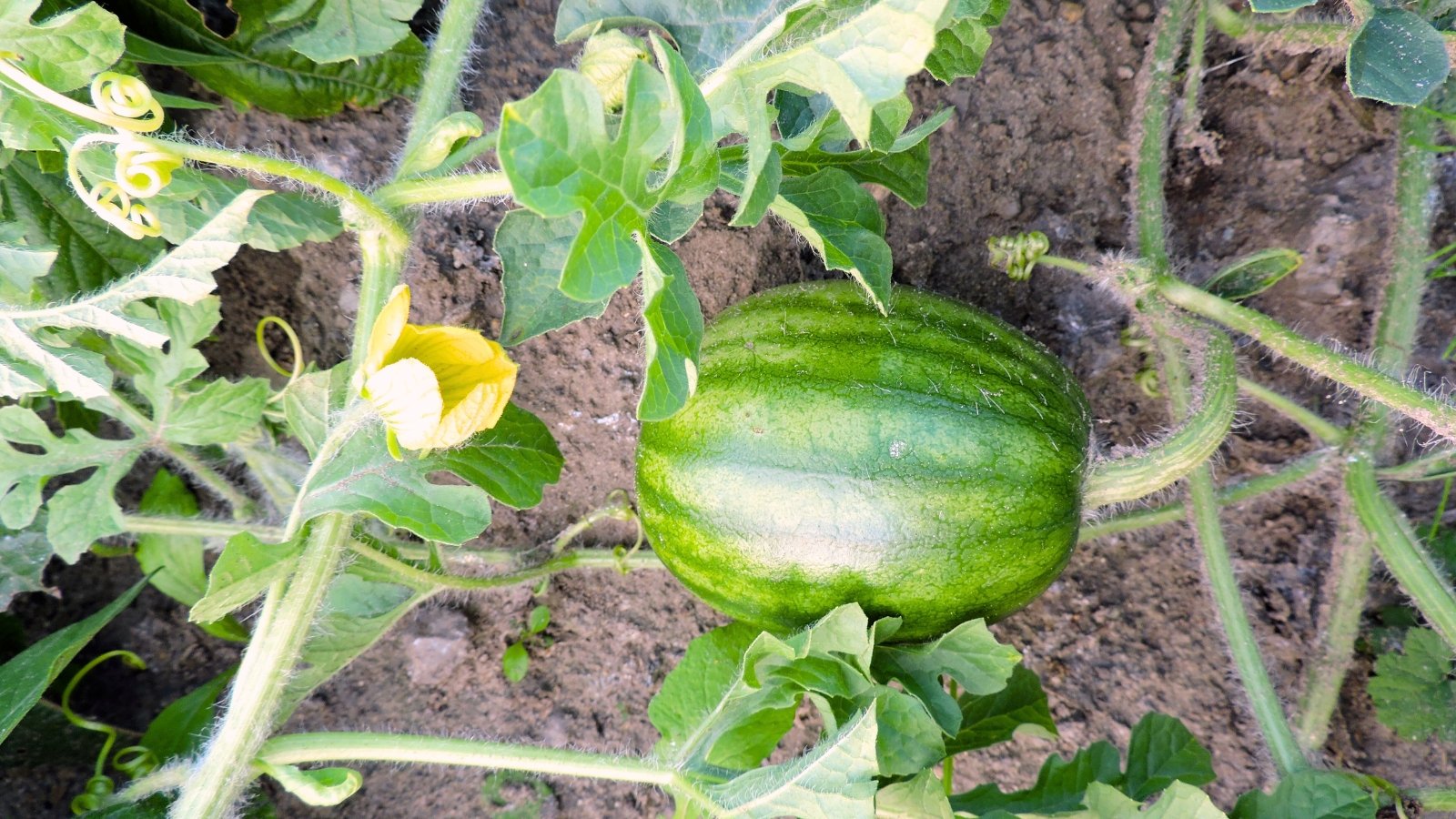 Green watermelon plant with lobed leaves, bright yellow flower, and small round fruit growing among vines in a garden.
