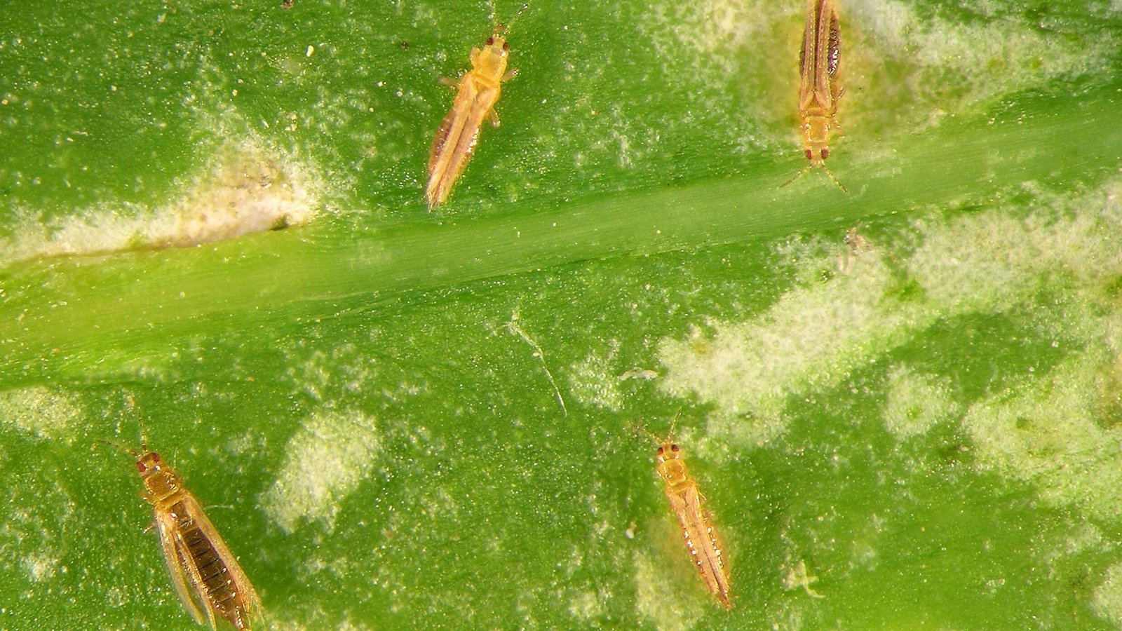 Close-up of pale yellow to light brown western flower thrips with elongated bodies, narrow fringed wings, and dark eyes, crawling on a textured green leaf.