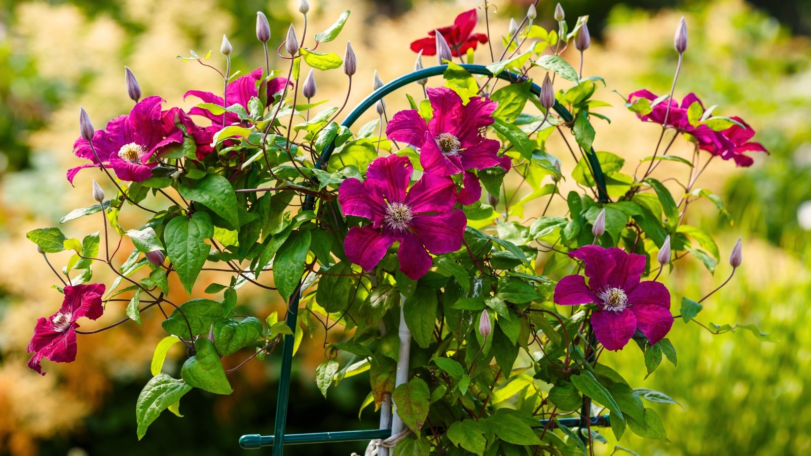 where plant clematis. Climbing on a trellis, the clematis plant displays twining green vines, pointed leaves, and large pink blossoms with broad, showy petals.