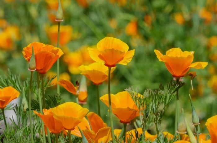 Golden-orange, cup-shaped blooms rise above fine, blue-green foliage in a sunny garden where wildflowers spread easily among open soil.