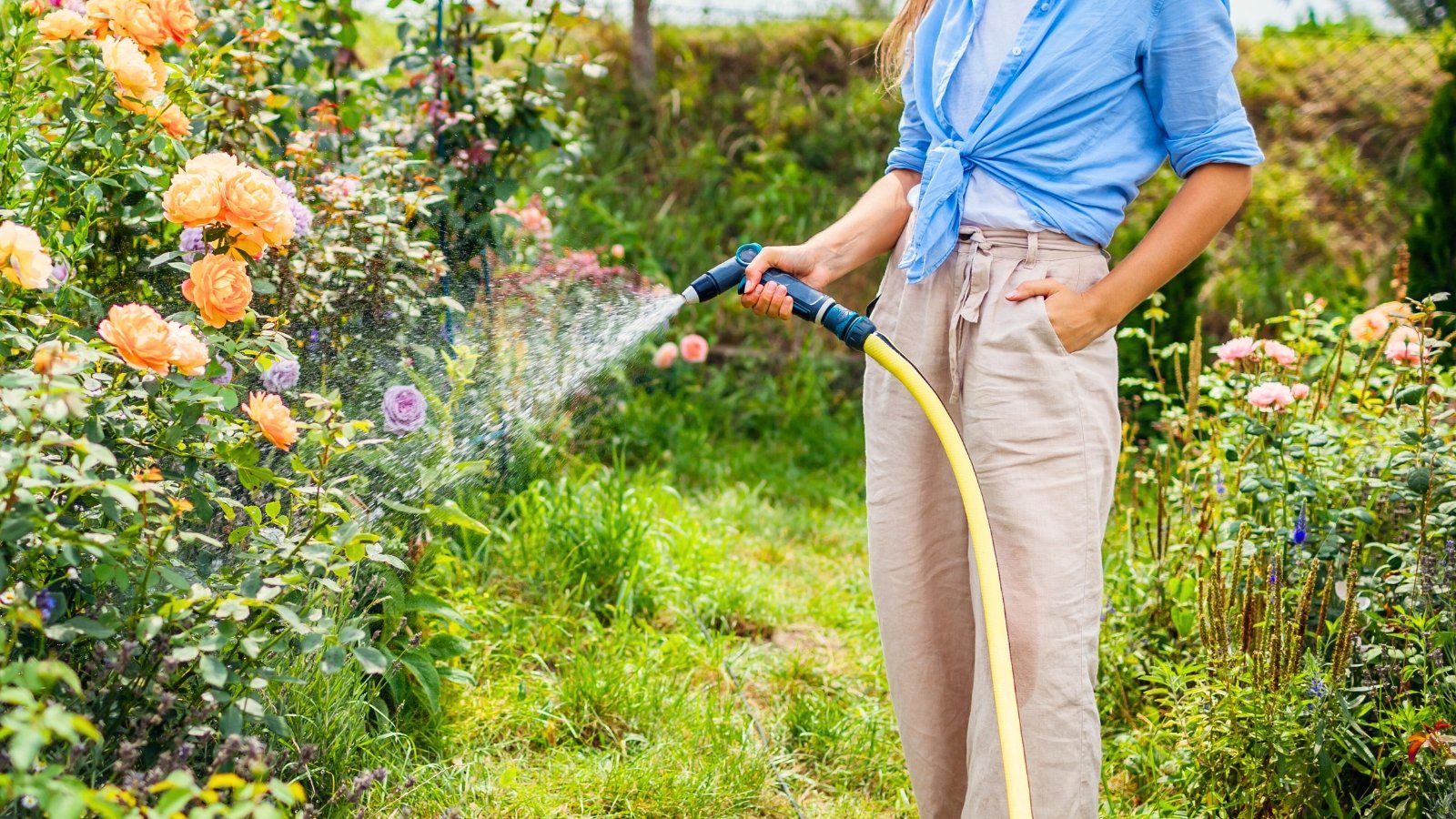 Female gardener dressed in beige trousers and blue shirt watering blooming rose plants with hose in sunny garden.
