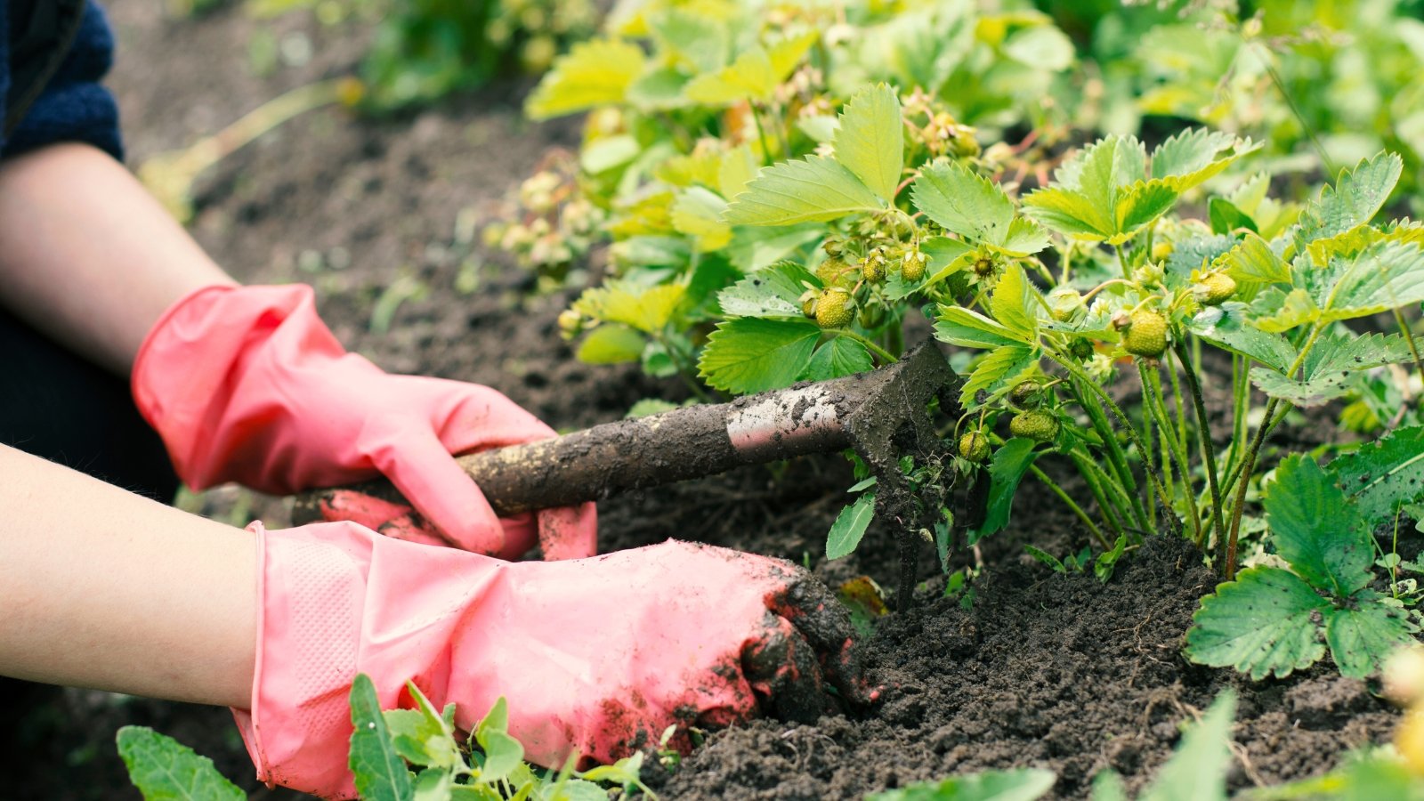 Close-up of female hands in pink gloves weeding a bed of ripening strawberries using a small garden rake.
