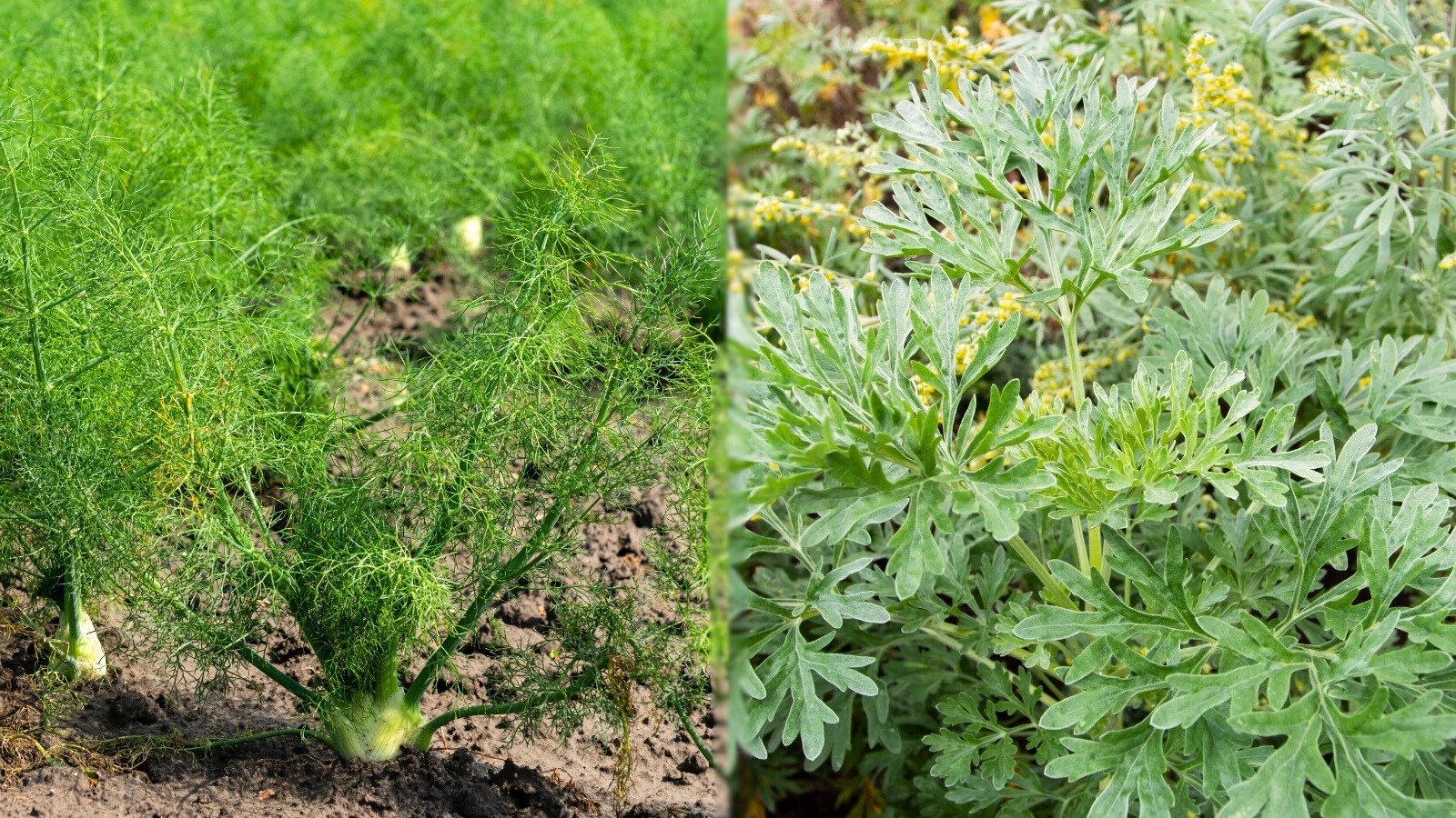 Fine, feathery light green fennel fronds grow alongside silvery-gray, deeply lobed wormwood leaves in the garden bed.