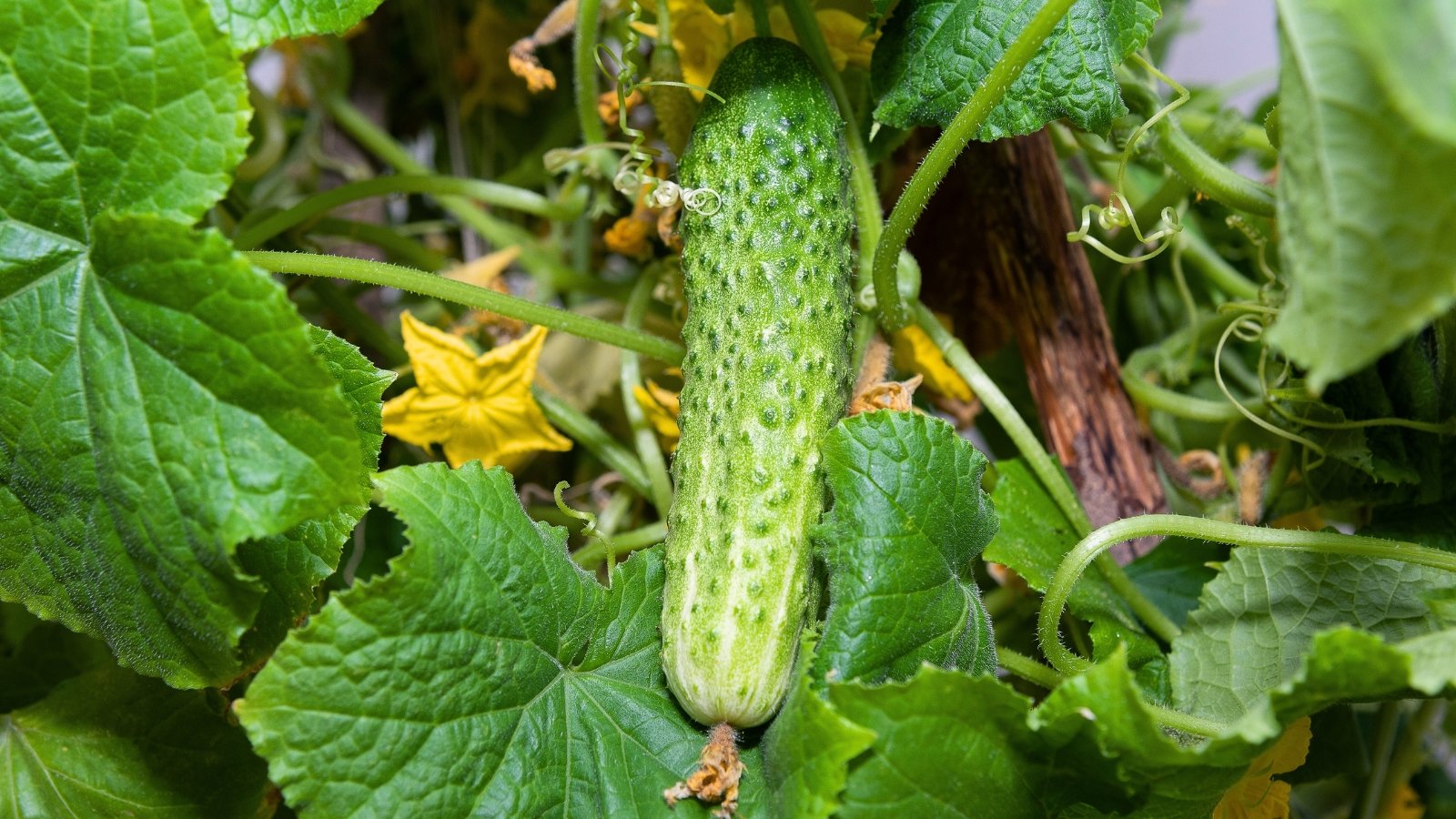 A young green cucumber with bumpy skin hangs from a branch, among large, veined leaves.