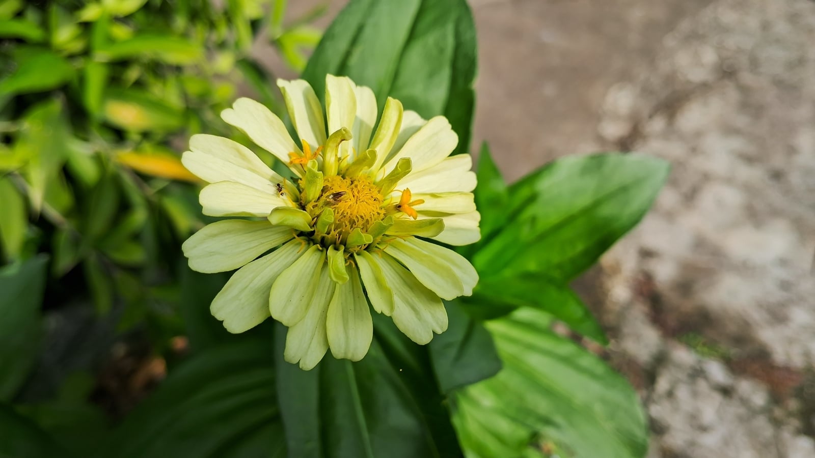 Zinnia flower shows distorted, greenish petals and stunted growth with a bushy, irregular center, typical of aster yellows disease.