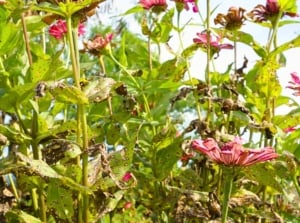 Close-up of blooming zinnias with soft pink flowers affected by Alternaria Blight disease, covering green and brown dried foliage with irregular brown spots with white centers.