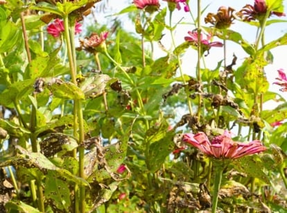 Close-up of blooming zinnias with soft pink flowers affected by Alternaria Blight disease, covering green and brown dried foliage with irregular brown spots with white centers.