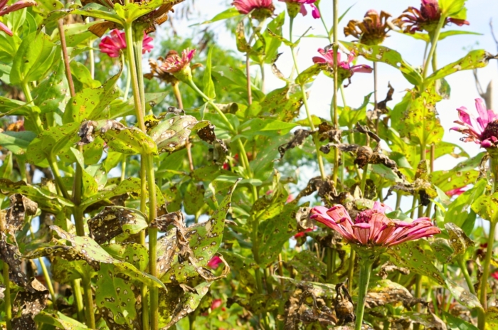Close-up of blooming zinnias with soft pink flowers affected by Alternaria Blight disease, covering green and brown dried foliage with irregular brown spots with white centers.
