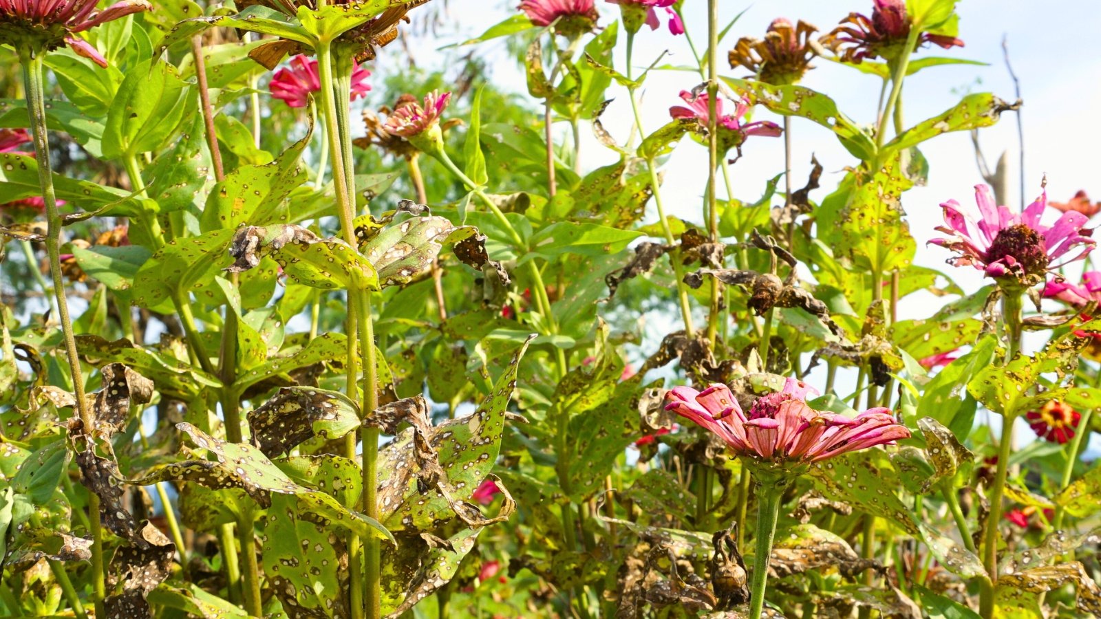 5 Zinnia Diseases to Watch for This Season