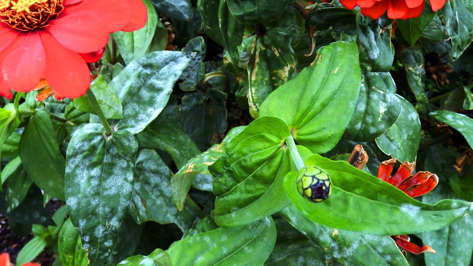 Zinnia has bright red flowers and leaves coated with a white, powdery fungal layer, due to a fungal disease.