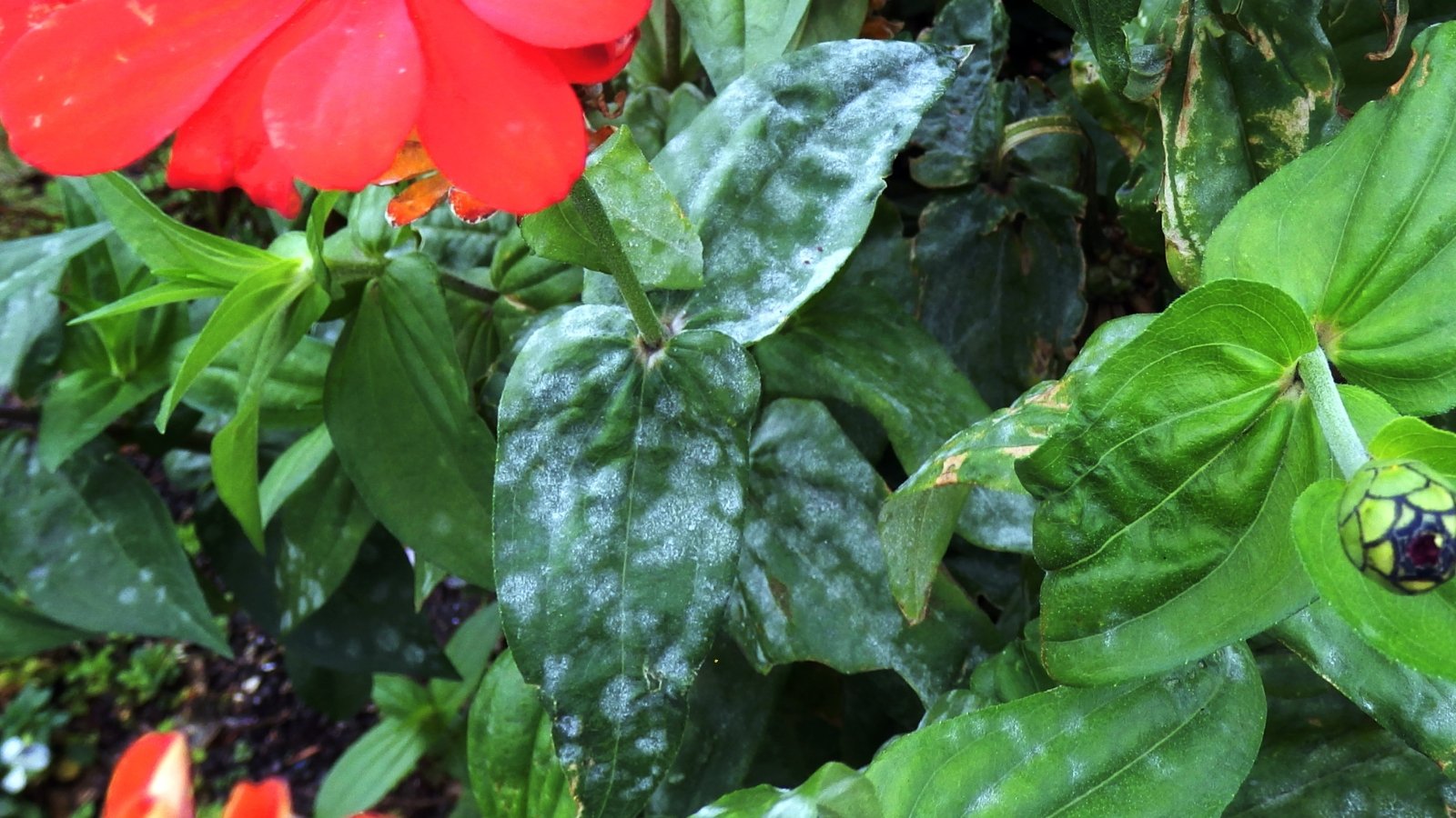 Top view of large green leaves affected by powdery mildew showing grey-white powdery growth as a symptom.