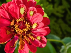 A cluster of green stink bugs, common zinnia pests, sits atop vibrant red zinnia petals, viewed from above.