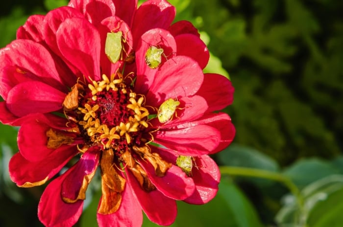 A cluster of green stink bugs, common zinnia pests, sits atop vibrant red zinnia petals, viewed from above.