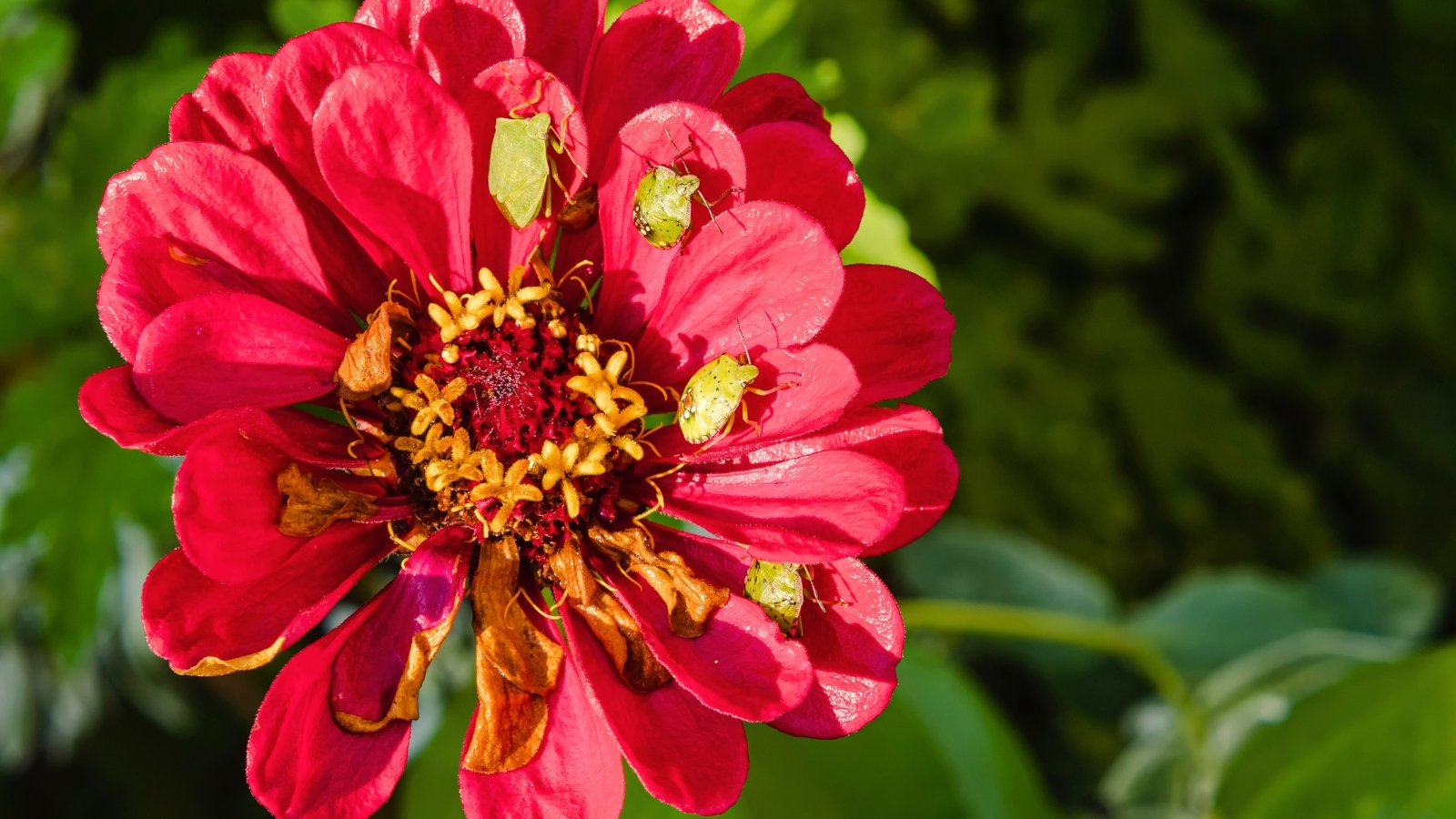 A cluster of green stink bugs, common zinnia pests, sits atop vibrant red zinnia petals, viewed from above.