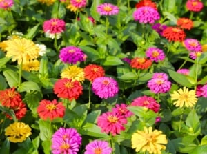 Blooming multicolored zinnias with layered petals in vibrant shades of pink, orange, yellow, and red rise above green foliage in a bright summer garden.