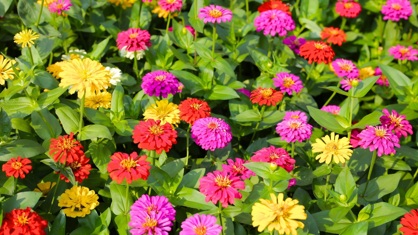 7 Ways to Keep Your Zinnias Blooming All Summer
