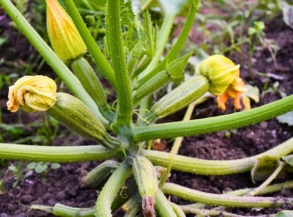 Zucchini plant with broad, jagged green leaves and pale stems shows small forming fruits with withering flowers on their ends, a sign of zucchini not thriving.