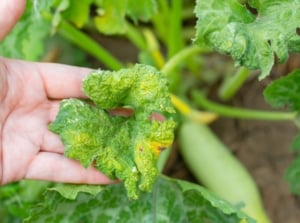 zucchini pests damaging a leaf still attached to the plant with dark brown soil looking loamy in the background
