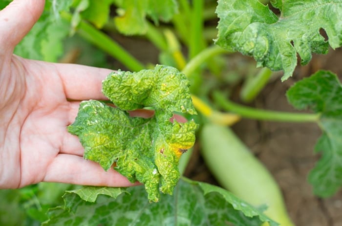 zucchini pests damaging a leaf still attached to the plant with dark brown soil looking loamy in the background