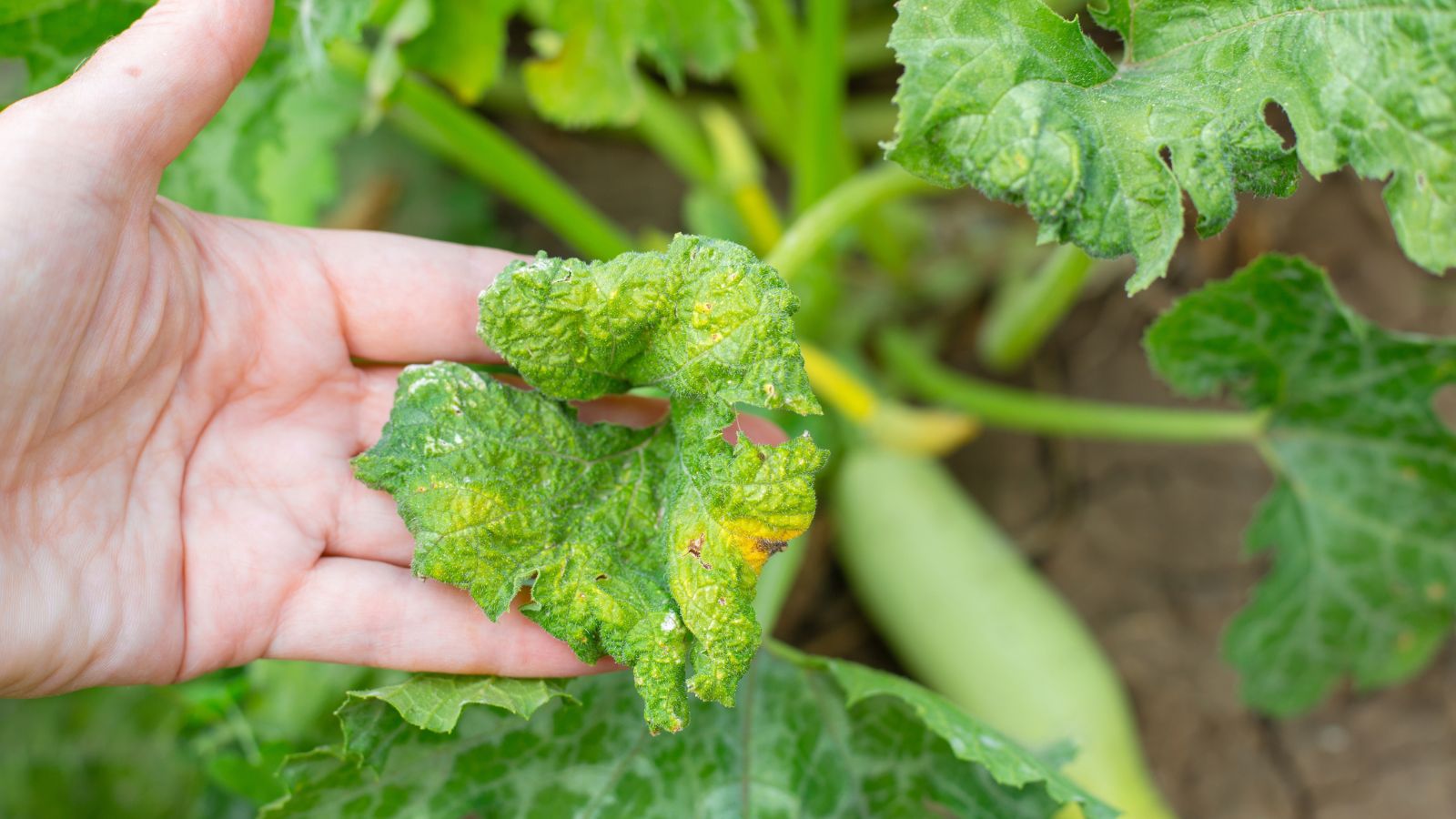 zucchini pests damaging a leaf still attached to the plant with dark brown soil looking loamy in the background