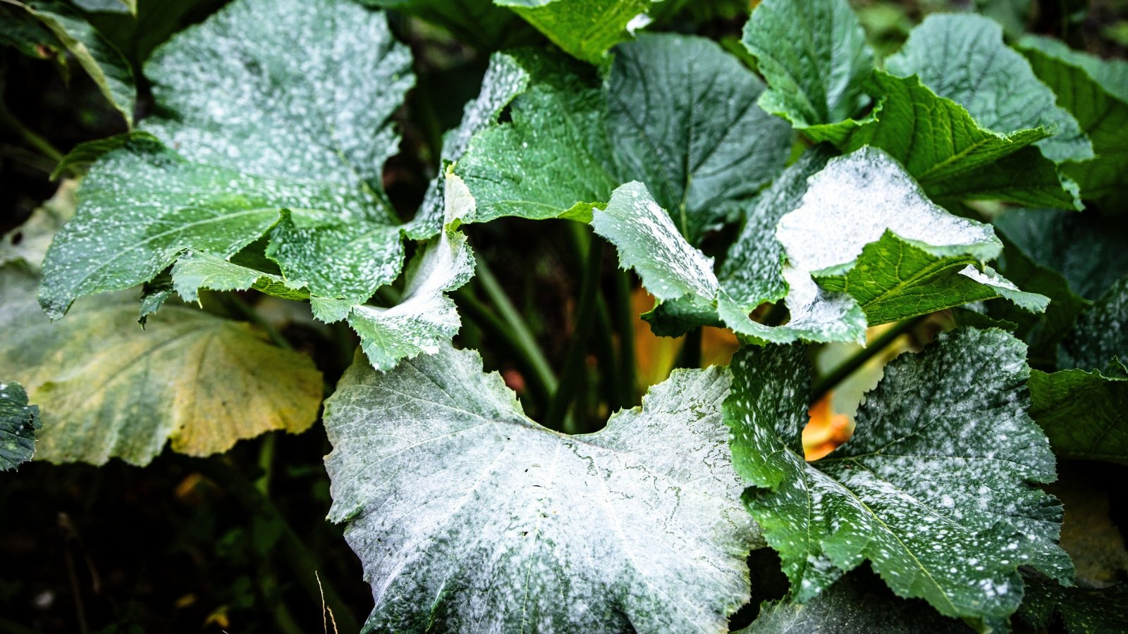 White powdery spots cover the broad green leaves of the plant, contrasting with its thick green stems and yellow blossoms.