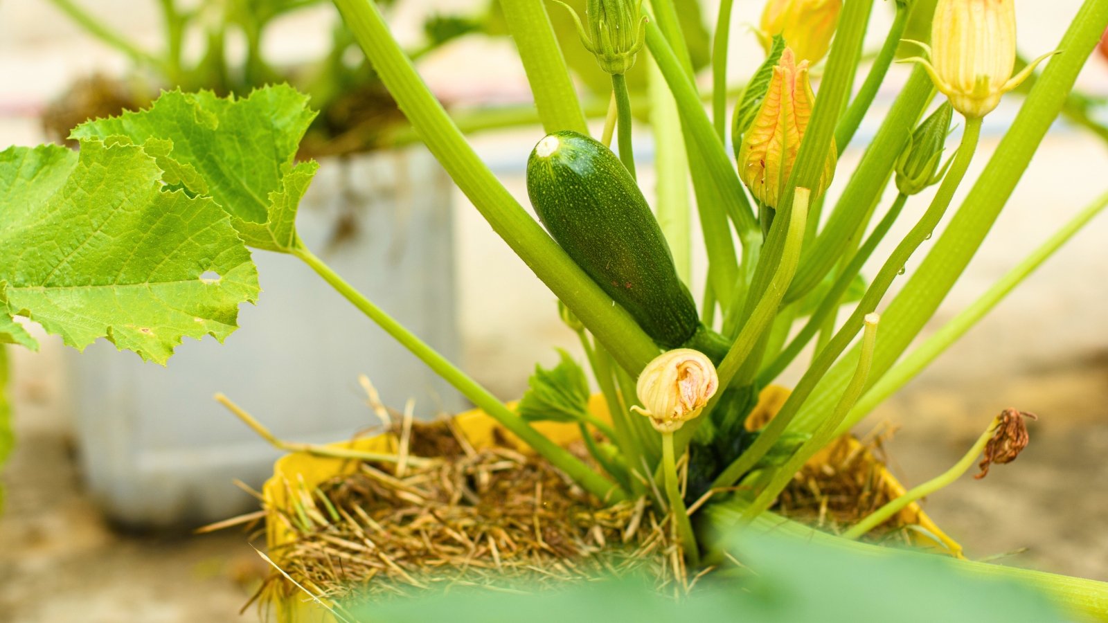 Zucchini plant with large green leaves, yellow flowers, and a ripe fruit growing in a yellow container in the garden.