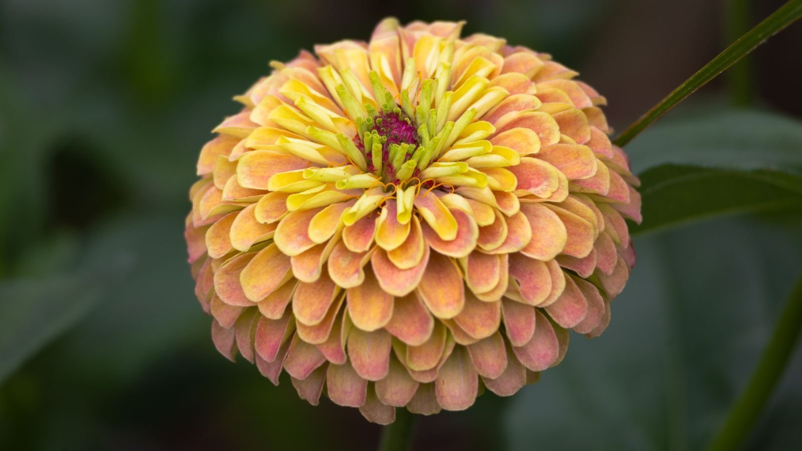 A healthy and lovely ‘Queen Lime Blush’ flower with vibrant peach and yellow hues