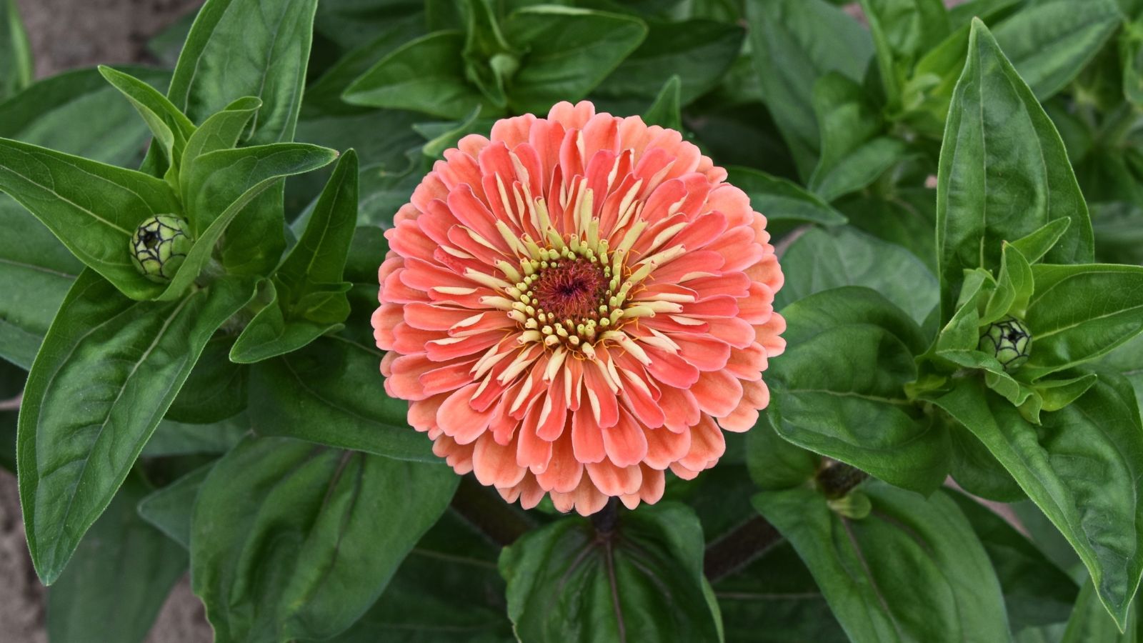 A healthy ‘Queen Lime Orange’ plant with a large flower head that looks pink with pale yellow center