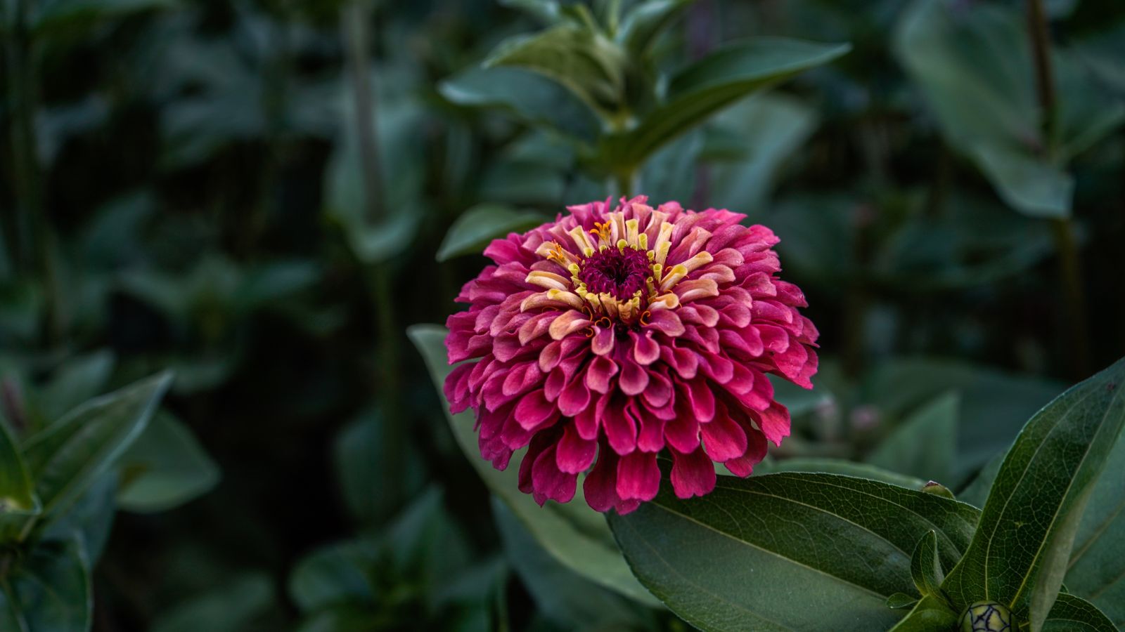 A lovely and glamorous ‘Queen Red Lime’ flower appearing to have a vivid hue and yellowish center