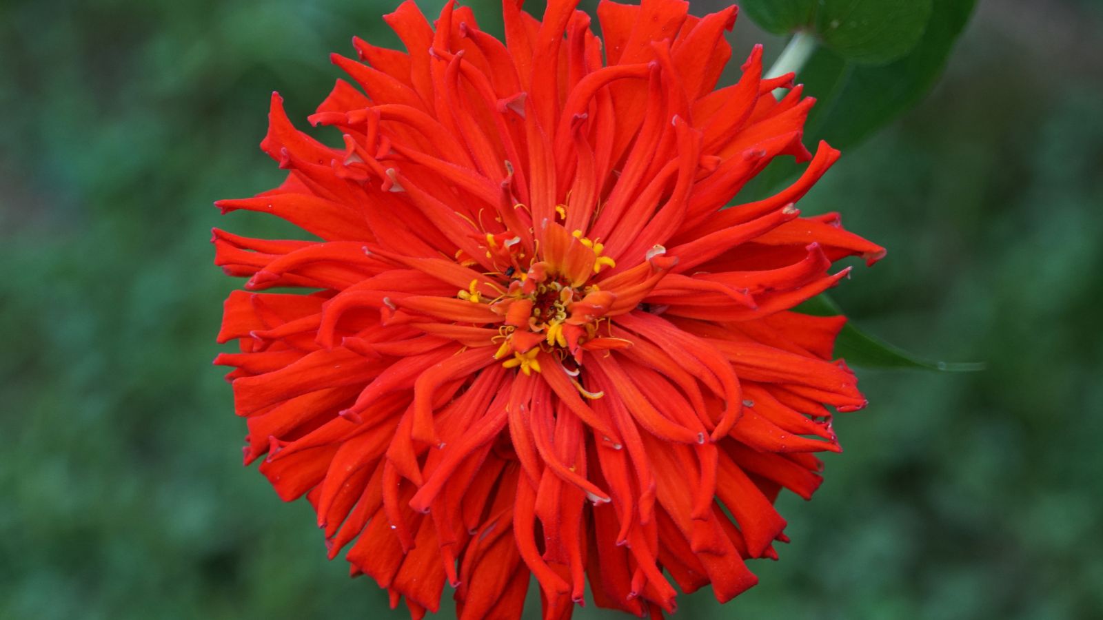A close-up shot of a vibrant red colored flower with narrow petals of the ‘Redman Super Cactus’ variety
