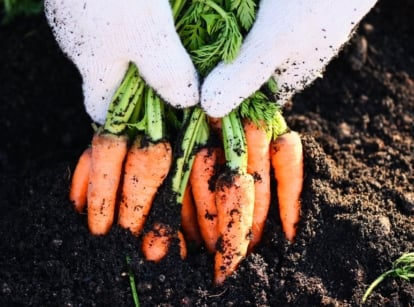 Close-up of a gardener's hands wearing white gloves holding a freshly picked bunch of bright orange carrot roots with green tops, showing a crop that takes 90 days or less to mature.