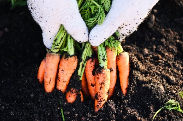 Close-up of a gardener's hands wearing white gloves holding a freshly picked bunch of bright orange carrot roots with green tops, showing a crop that takes 90 days or less to mature.