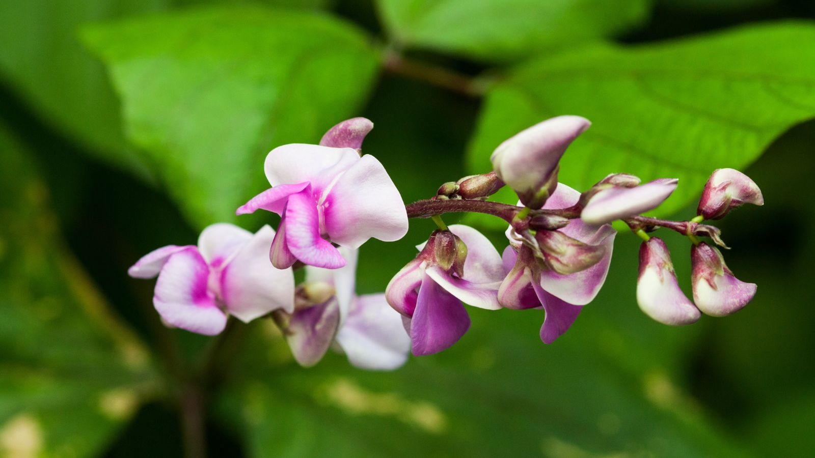 A Lablab purpureus plant with bright green leaves, appearing to have delicate purple petals