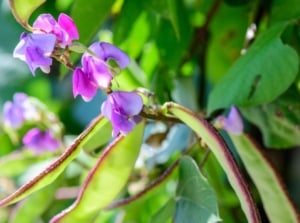 A 'Ruby Moon' Hyacinth beans on the plant with lovely purple blooms and broad bright green foliage placed somewhere with sunlight