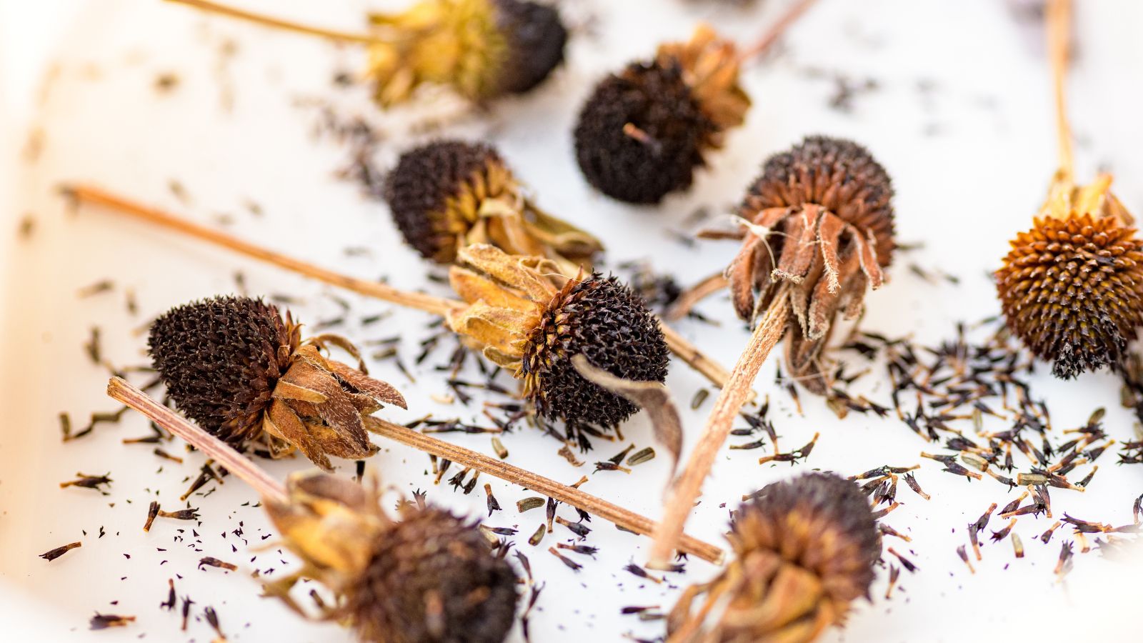 A bunch of brown-eyed susan flowerheads appearing dried and brown surrounded with tiny seeds