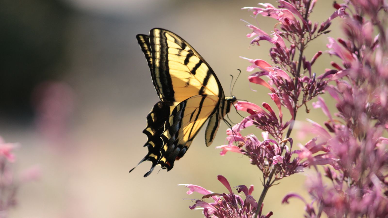 A butterfly sitting on a Agastache rupestris plant, with each tower having lovely blooms