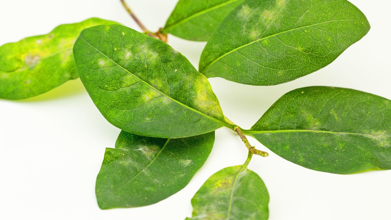 A close-up and isolated shot of leaves of a plant affected with a disease