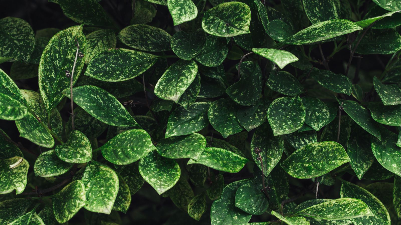 A close up shot of leaves of a plant with white splotches showcasing powdery mildew.