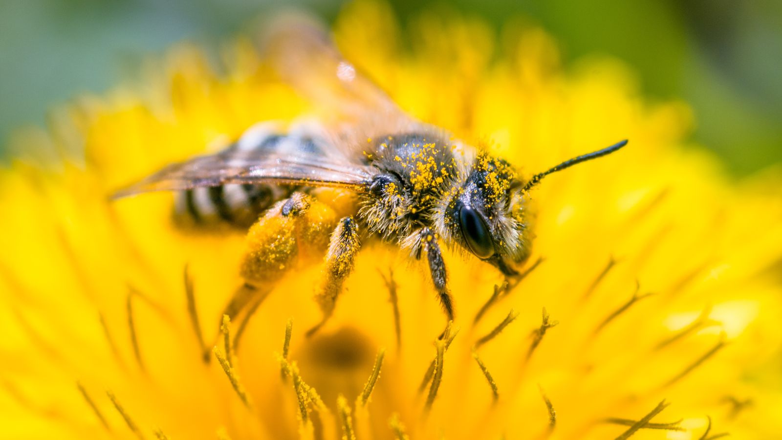 A close-up and macro shot of a European honeybee sitting on top of a yellow flower and is covered in pollen, all situated in a well lit area outdoors