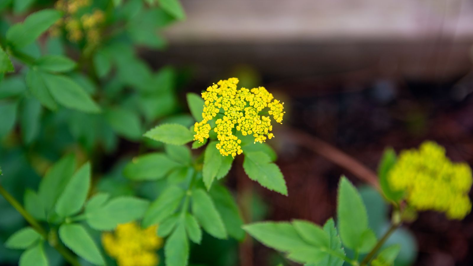 A close-up and macro shot of a cluster of small yellow flowers placed in a well lit area outdoors