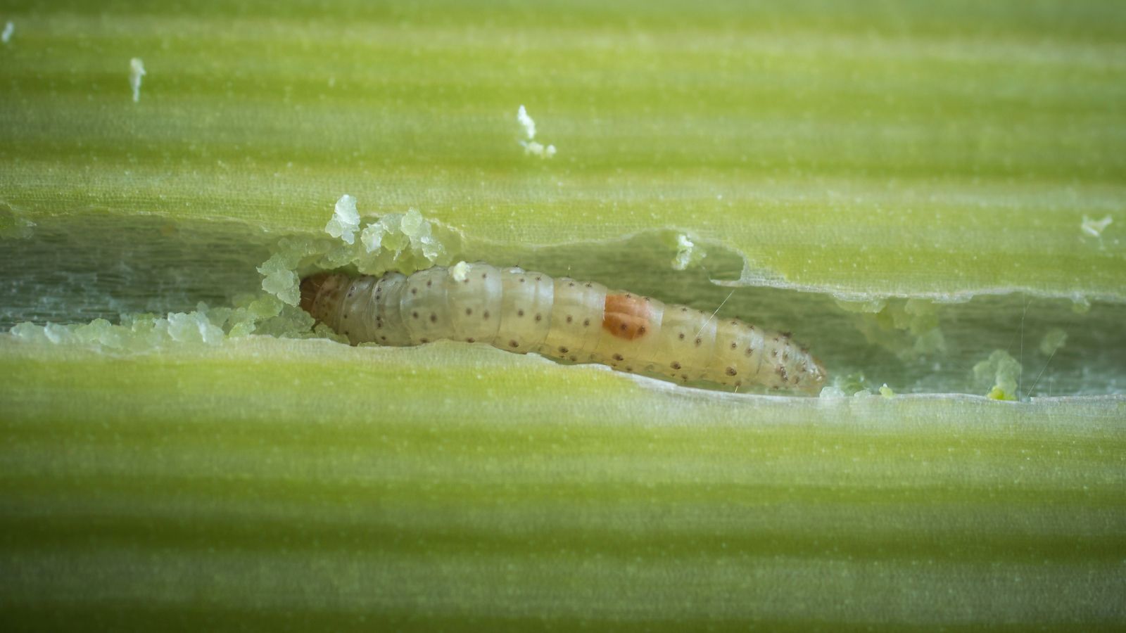A close-up and macro shot of a small maggot on a leaf of an allium crop in a well lit area outdoors