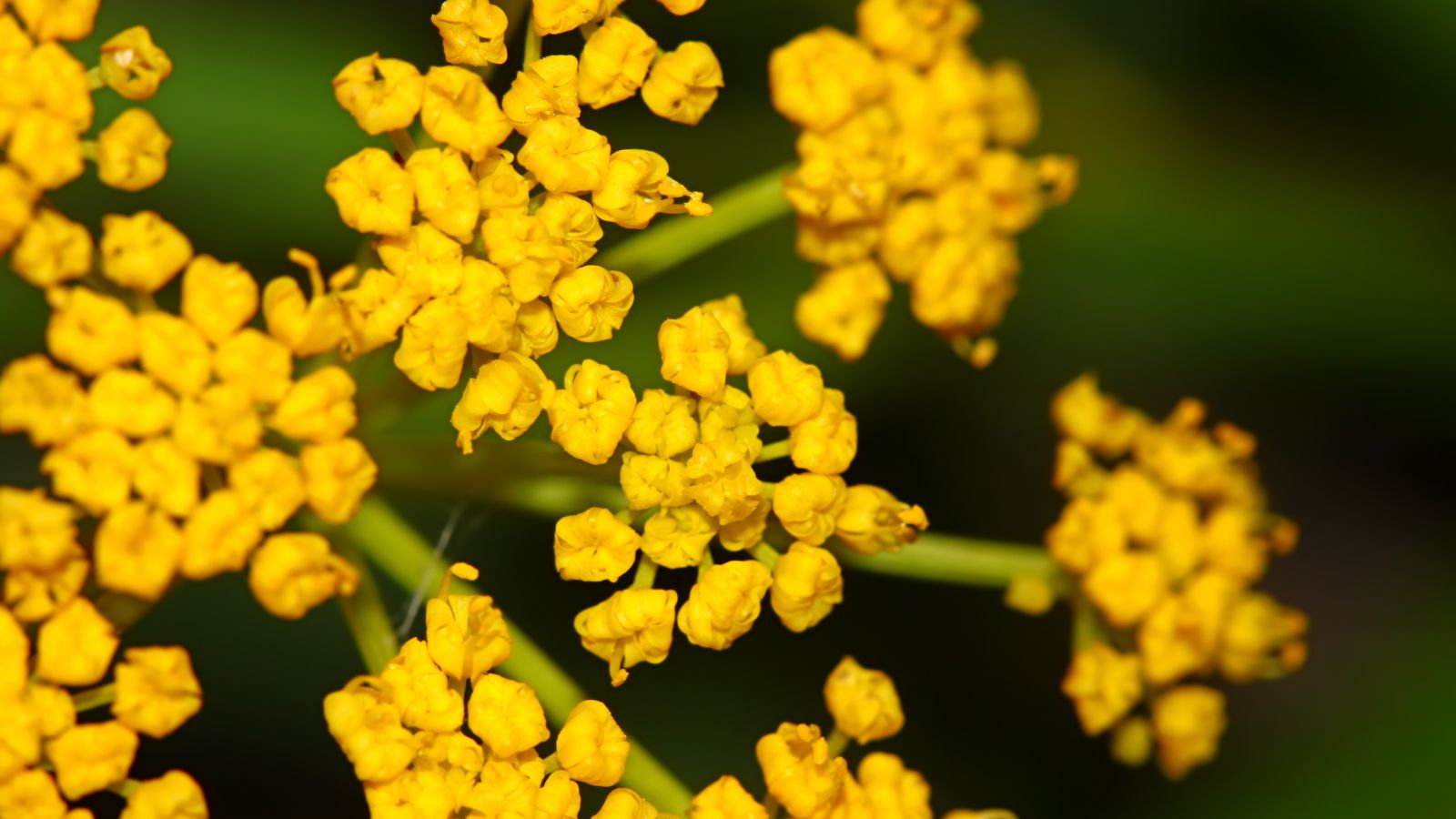 A close-up and macro shot of clusters of small yellow flowers on a slender stem basking in bright sunlight outdoors