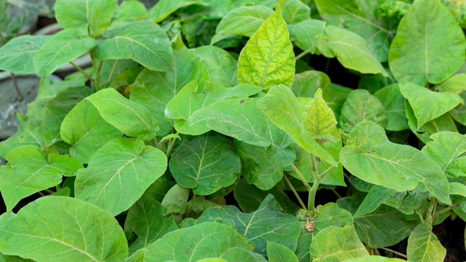 A close-up and overhead shot of a composition of developing seedlings of a crop in a well lit area outdoors