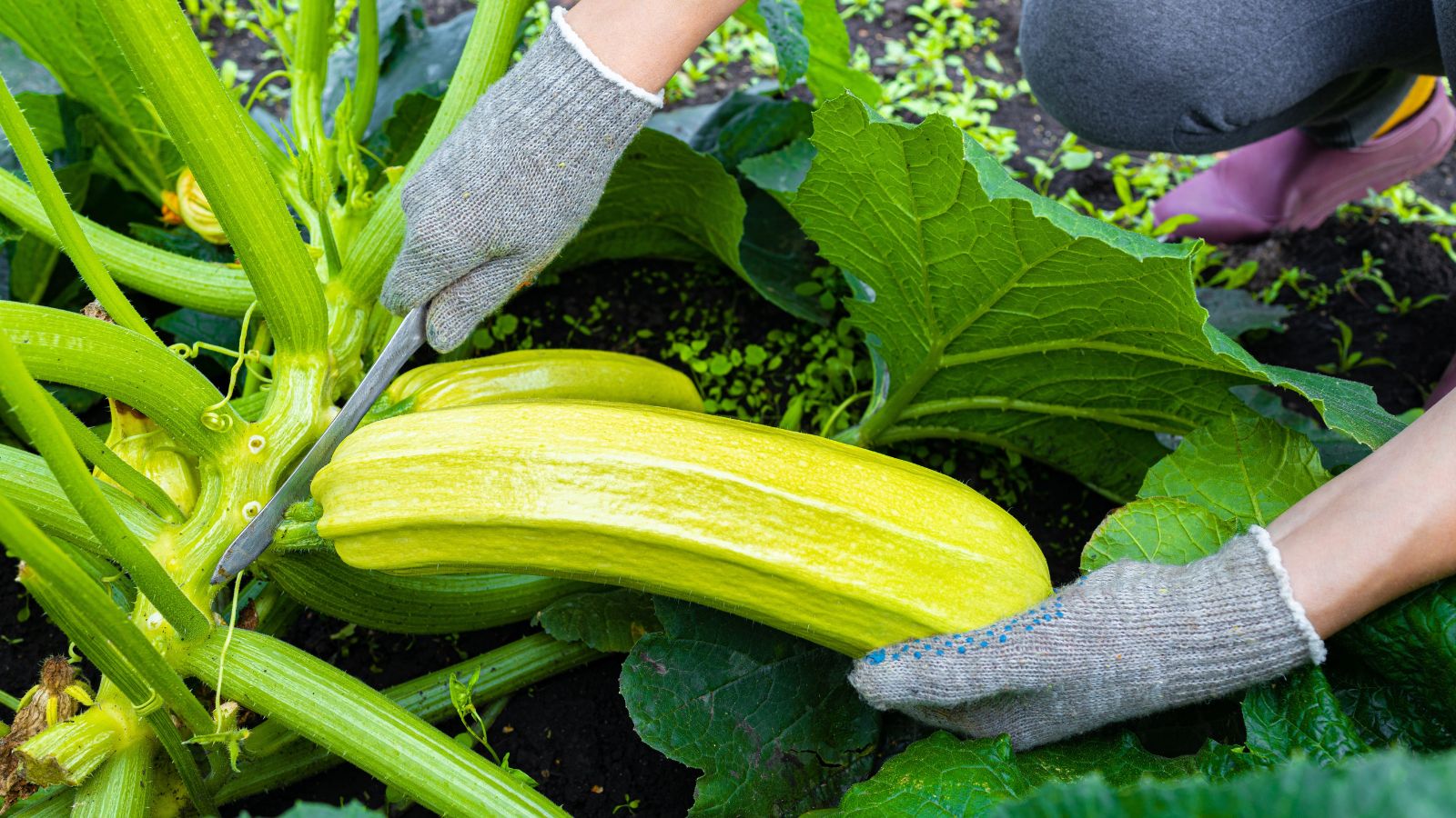 A close-up and overhead shot of a person in the process of collecting a large yellow-green fruit in a well lit area outdoors