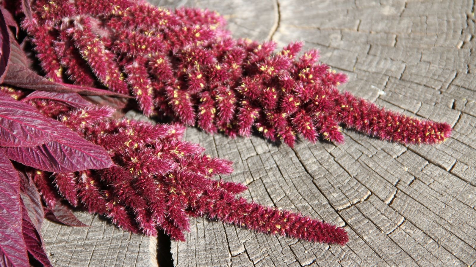 A close-up and overhead shot of several cuttings of burgundy colored flowers placed on top of a wooden surface in a well lit area outdoors