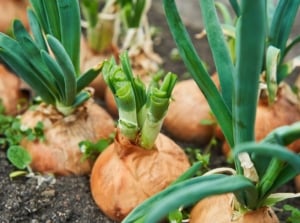 A close-up and overhead shot of several developing allium crops, showcasing why onions are not forming bulbs